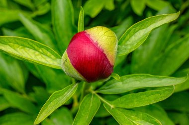 Bahar bahçesinde güzel kırmızı şakayıklar