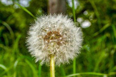 Bahçedeki çimenlerin üzerinde karahindiba çiçeği