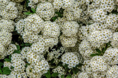 Baharda bahçede güzel yeşil bitkiler