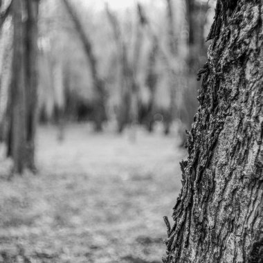 Baharda bahçede güzel yeşil bitkiler