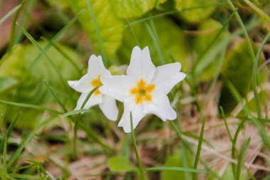 Güzel yaz çiçekleri doğada çiçek açar