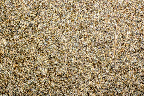バケツの中の小さな茶色の穀物 — ストック写真