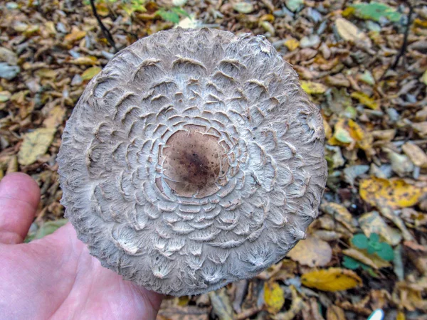 Delicioso Guarda Chuva Cogumelos Comestíveis Que Cresce Florestas Mistas — Fotografia de Stock