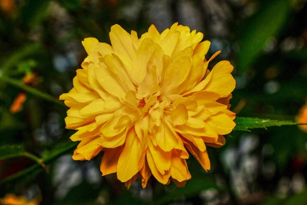 Schöne Blütenpracht Garten — Stockfoto