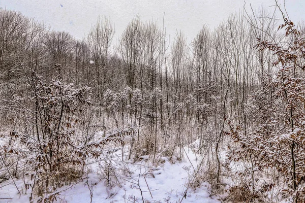 Drzewa Leśne Mrozem Śniegiem Zimą — Zdjęcie stockowe