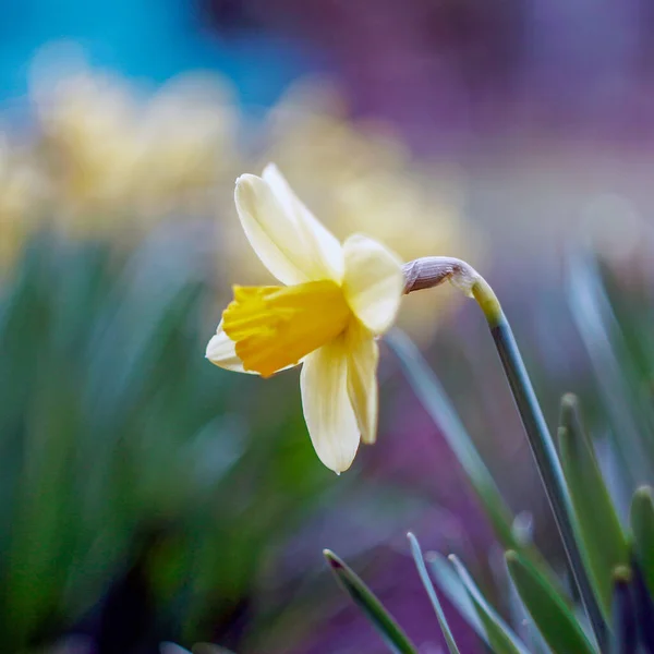 Yellow Tulips Bloomed Garden Spring — Stock Photo, Image