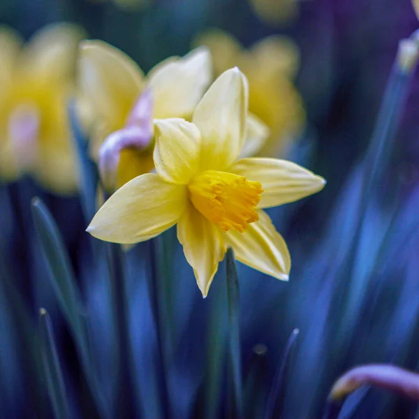 Gele Tulpen Bloeiden Tuin Het Voorjaar — Stockfoto