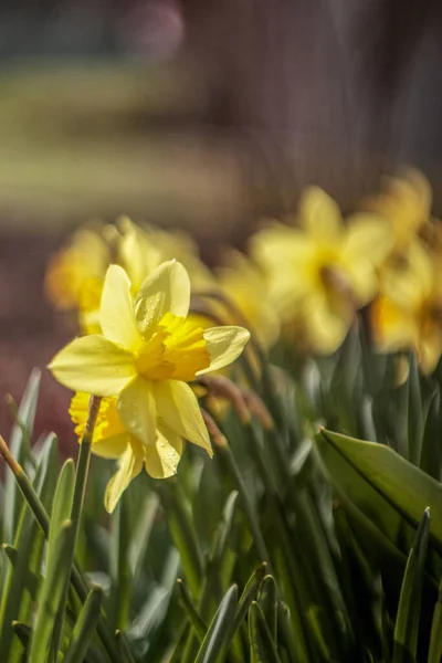 Tulipanes Amarillos Florecieron Jardín Primavera —  Fotos de Stock