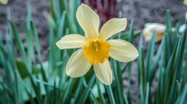 Jaře Vykvetly Zahradě Žluté Tulipány — Stock fotografie