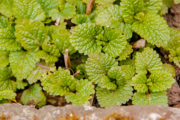 Menta Verde Primavera Jardín — Foto de Stock