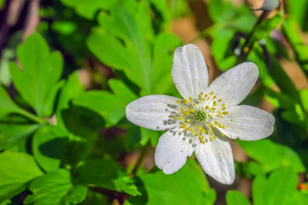 White Little Flower Green Grass — Stock Photo, Image