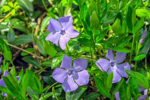 Flores Azules Sobre Fondo Hierba Jardín Macro Fotografía — Foto de Stock