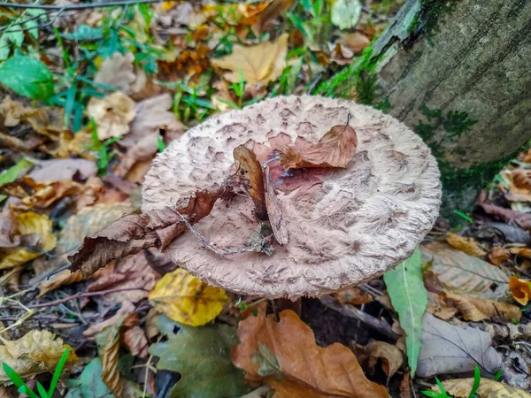 森林里美味的食用菌 — 图库照片