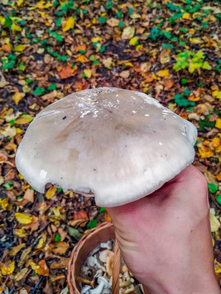 Läcker Ätlig Svamp Skogen — Stockfoto