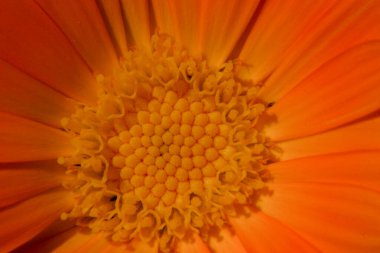 Bahçesinde taç yaprakları olan güzel sarı bir çiçeğin yakın çekimi.