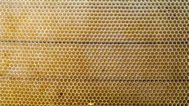 Atölyedeki arı çerçevesi