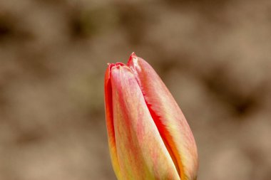 Bahçedeki otların arka planında kırmızı laleler