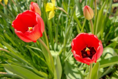 Bahçedeki otların arka planında kırmızı laleler