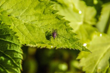 Ormanda yeşil bir yaprak üzerinde kara sinek.