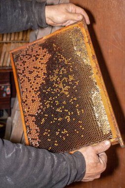 Elinde bal olan arı çerçevesi