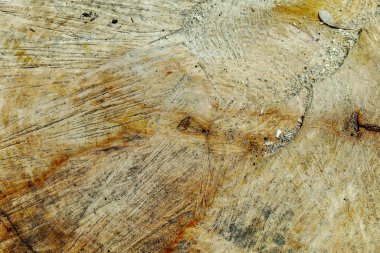 Ormanda sarı kesim ağaç