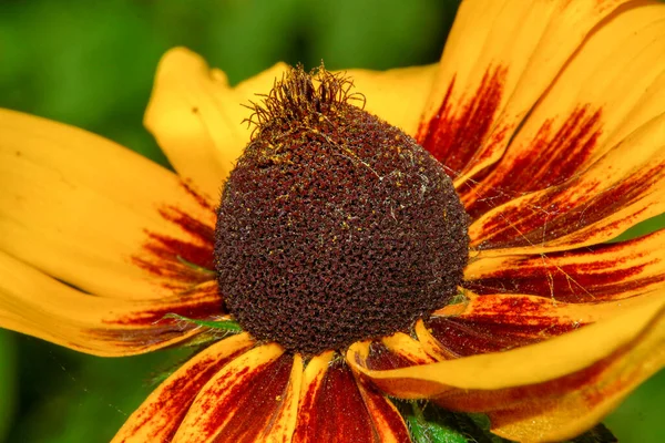 Hermosa Flor Amarilla Jardín Cerca Del Bosque — Foto de Stock