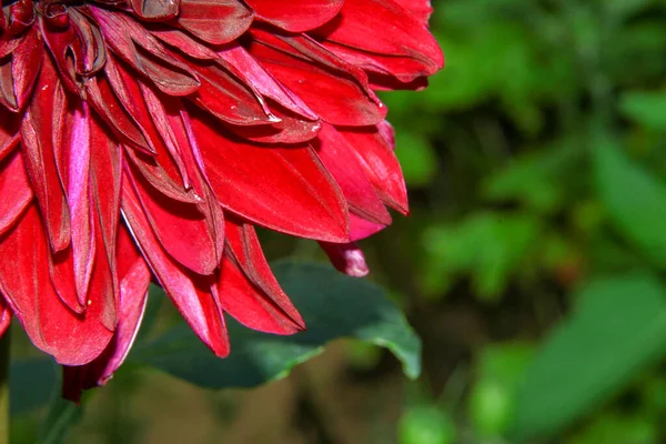 Bellissimo Fiore Rosso Nel Giardino Vicino Alla Foresta — Foto Stock