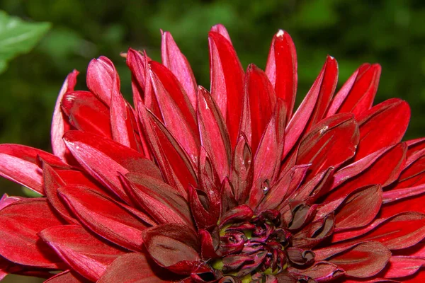 Bela Flor Vermelha Jardim Perto Floresta — Fotografia de Stock