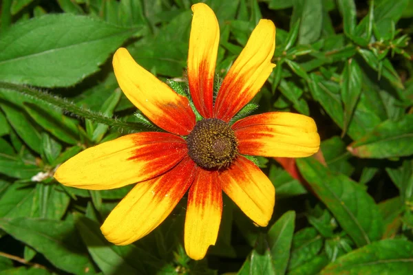 Gyönyörű Sárga Virág Kertben Erdő Közelében — Stock Fotó