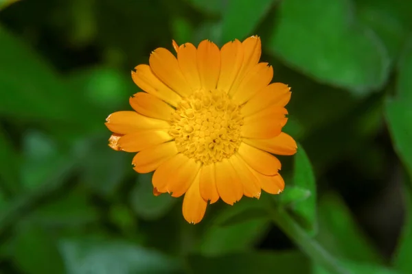 Belle Fleur Jaune Dans Jardin Près Forêt — Photo