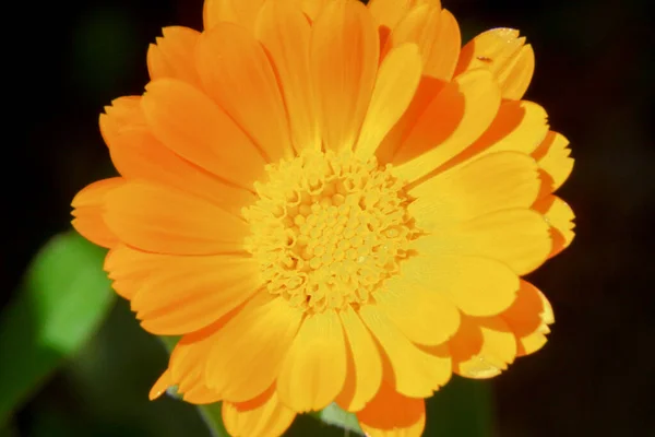 Bela Flor Amarela Jardim Perto Floresta — Fotografia de Stock