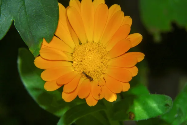 森の近くの庭の美しい黄色の花 — ストック写真