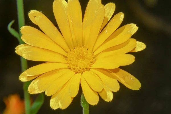 Schöne Gelbe Blume Garten Waldrand — Stockfoto