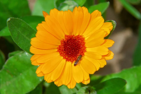 Belle Fleur Jaune Dans Jardin Près Forêt — Photo