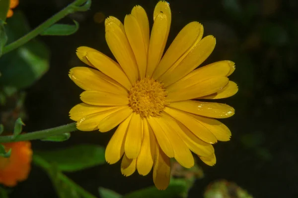 Mooie Gele Bloem Tuin Bij Het Bos — Stockfoto