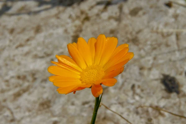 Schöne Gelbe Blume Garten Waldrand — Stockfoto