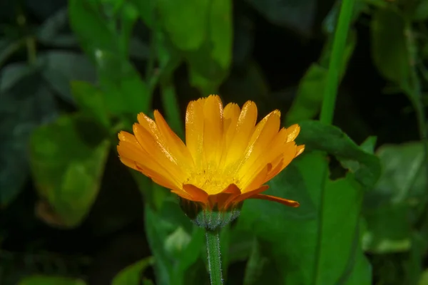 Belle Fleur Jaune Dans Jardin Près Forêt — Photo