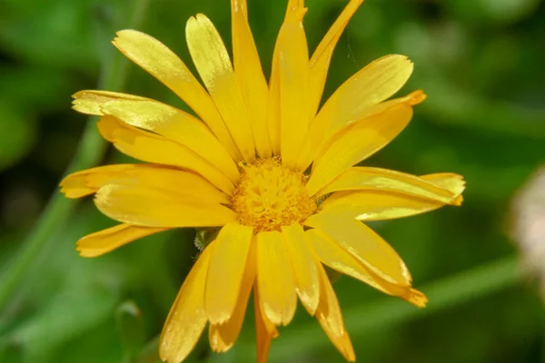 Bellissimo Fiore Giallo Nel Giardino Vicino Alla Foresta — Foto Stock