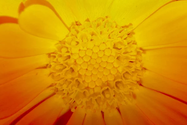 Primo Piano Bel Fiore Giallo Con Petali Giardino — Foto Stock