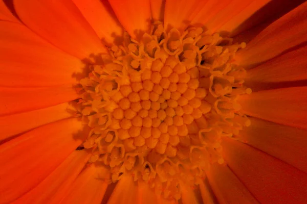 Detailní Záběr Krásné Žluté Květiny Okvětními Lístky Zahradě — Stock fotografie
