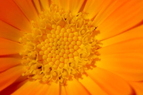 Close Shot Beautiful Yellow Flower Petals Garden — Stock Photo, Image