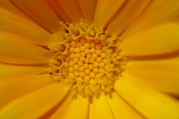 Primer Plano Una Hermosa Flor Amarilla Con Pétalos Jardín —  Fotos de Stock
