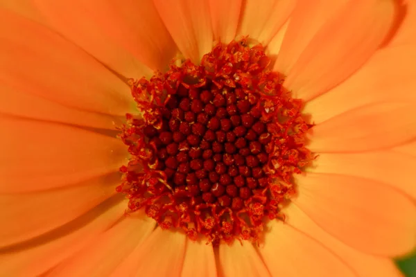 Gros Plan Une Belle Fleur Jaune Avec Des Pétales Dans — Photo