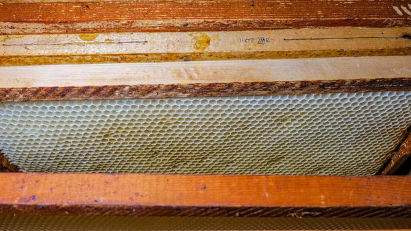 Bee Πλαίσιο Στο Εργαστήριο — Φωτογραφία Αρχείου