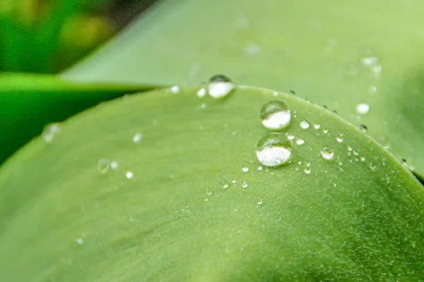 Schöne Grünpflanzen Frühling Garten — Stockfoto