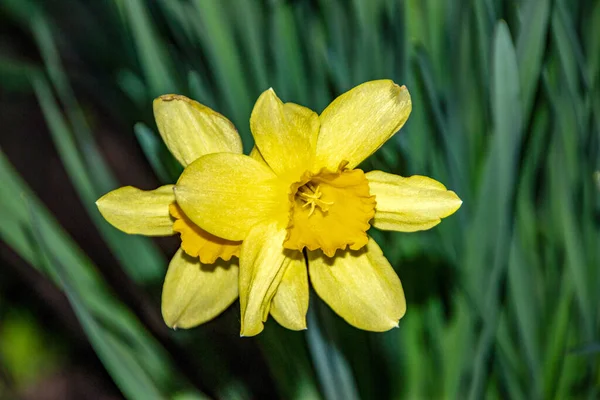 Gele Bloemen Van Narcissen Tuin — Stockfoto