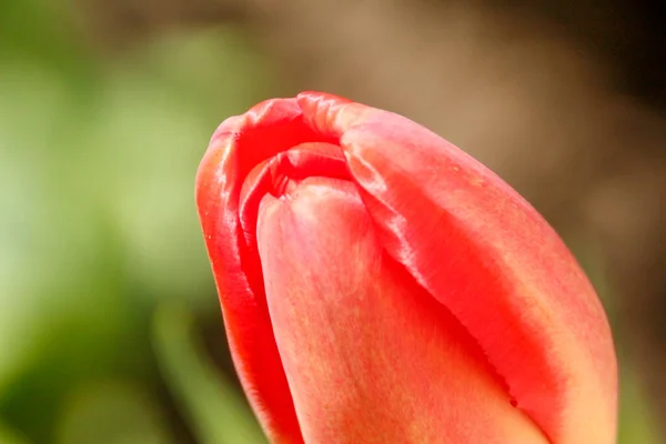 Tulipas Vermelhas Fundo Grama Jardim — Fotografia de Stock