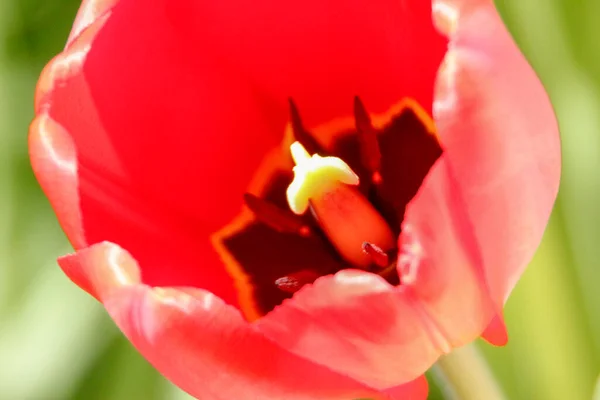 Tulipas Vermelhas Fundo Grama Jardim — Fotografia de Stock