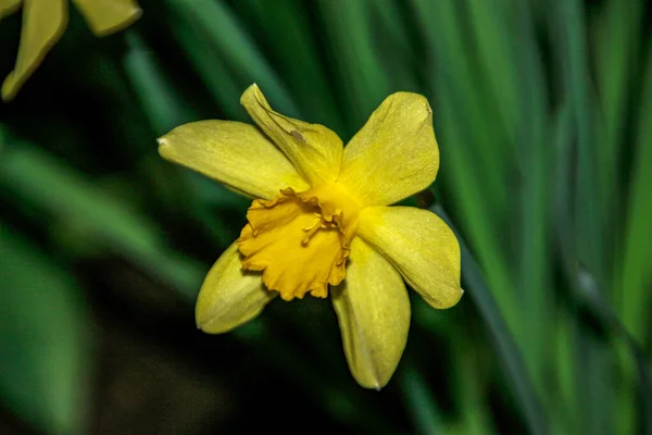 Yellow Flowers Daffodils Garden — Stock Photo, Image