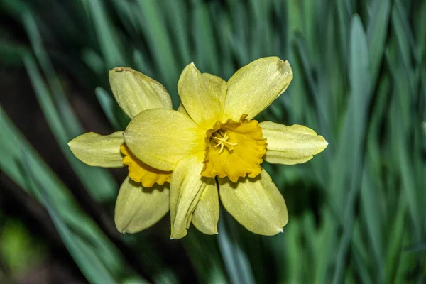 Yellow Daffodils Bloom Flower Garden — Stock Photo, Image